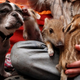 Illustration for article titled Oh God This Bulldog Adopted Piglets
